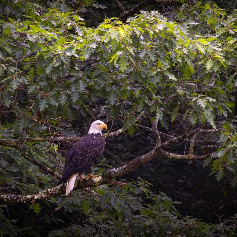 a bird that is standing in a forest
