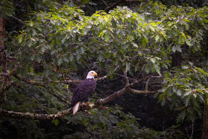 a bird that is standing in a forest