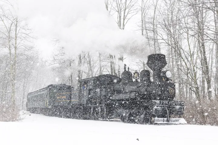 a tree with snow on the ground