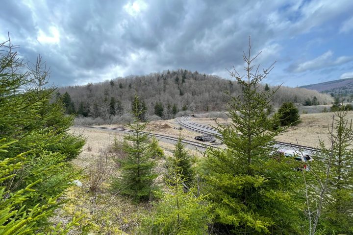a tree with a mountain in the background