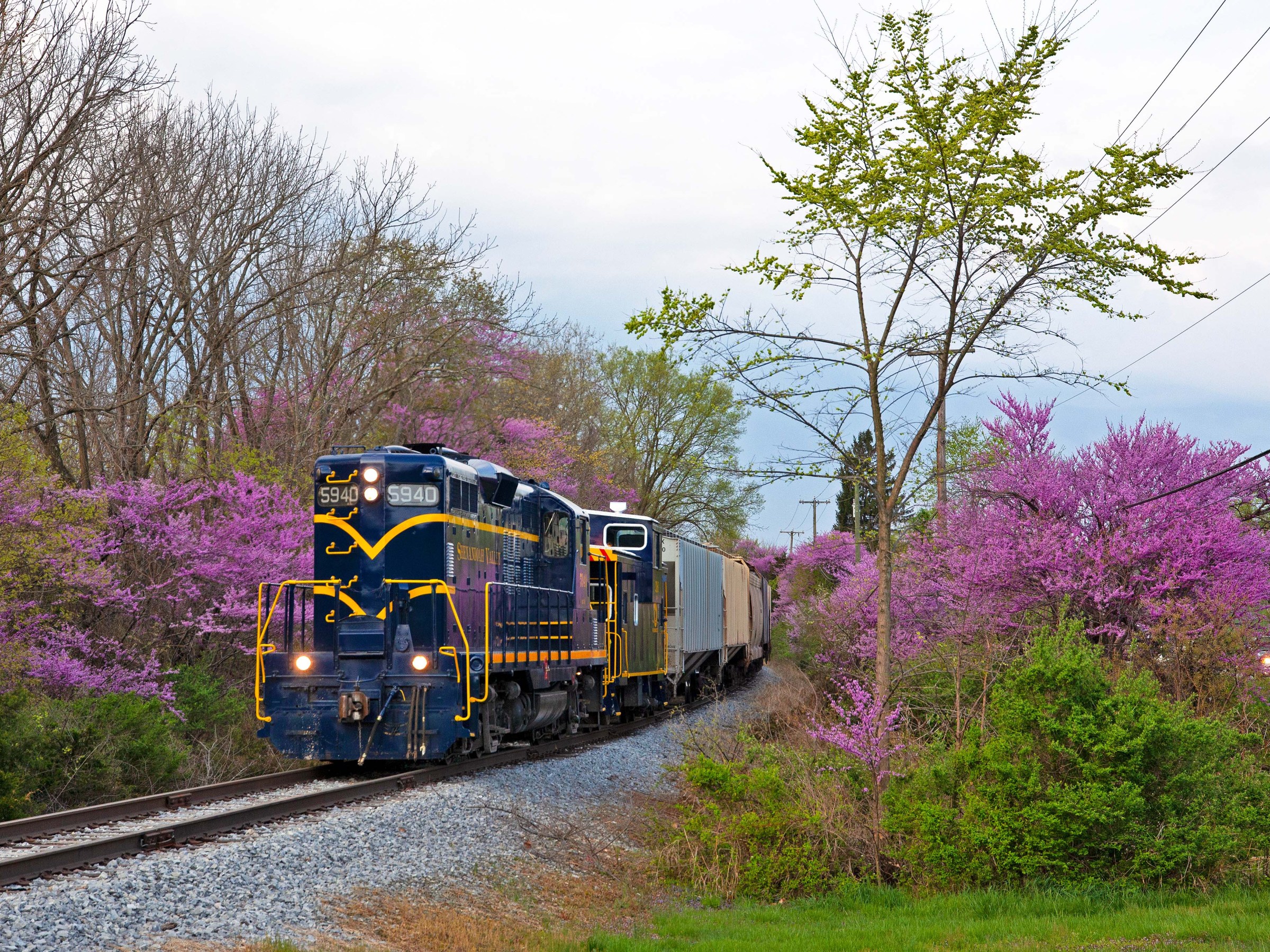 Blue and yellow train on tracks, surrounded by pink flowering trees.
